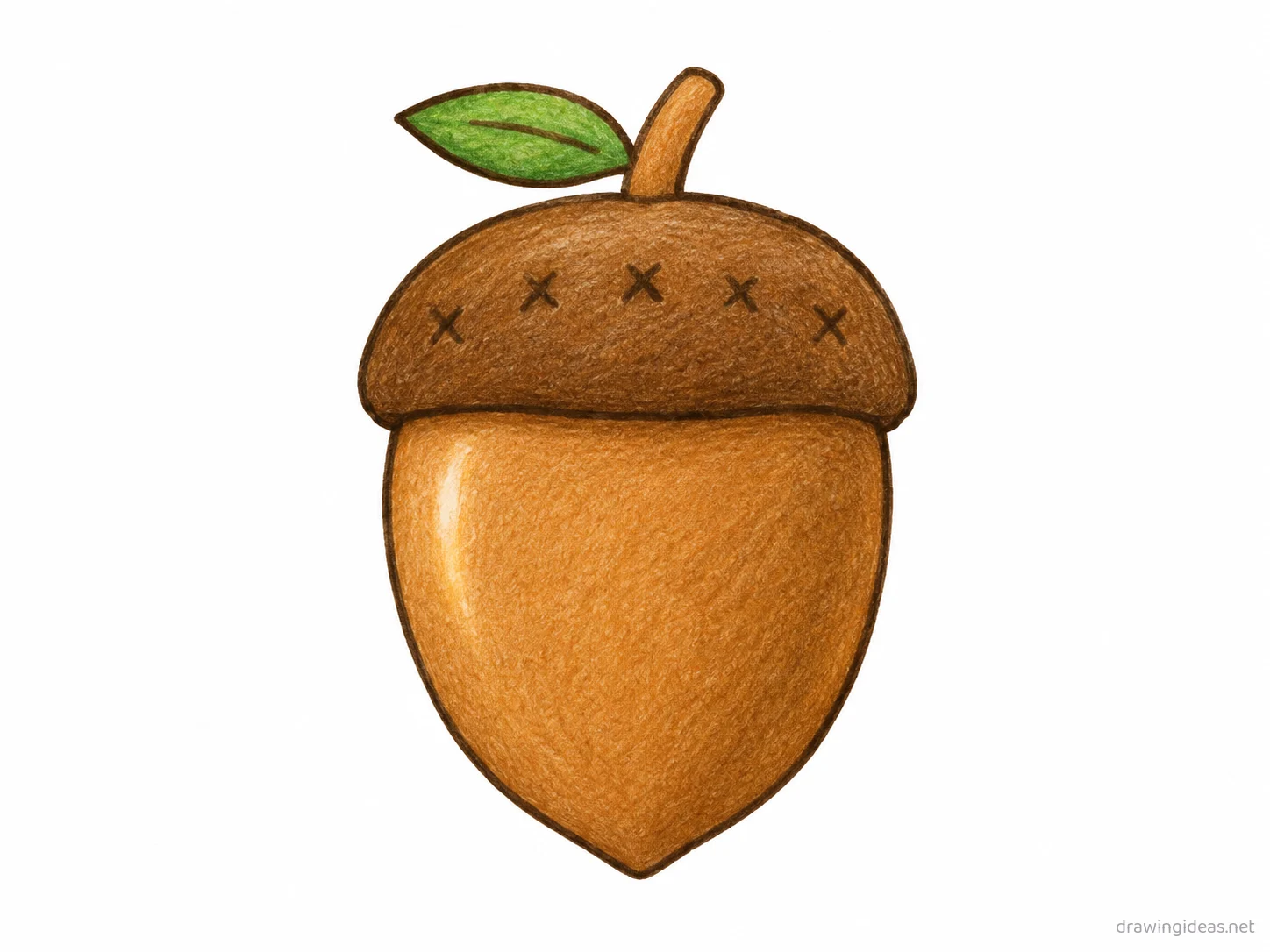 Acorn drawing — hand-drawn acorn illustration with ink lines and soft colors