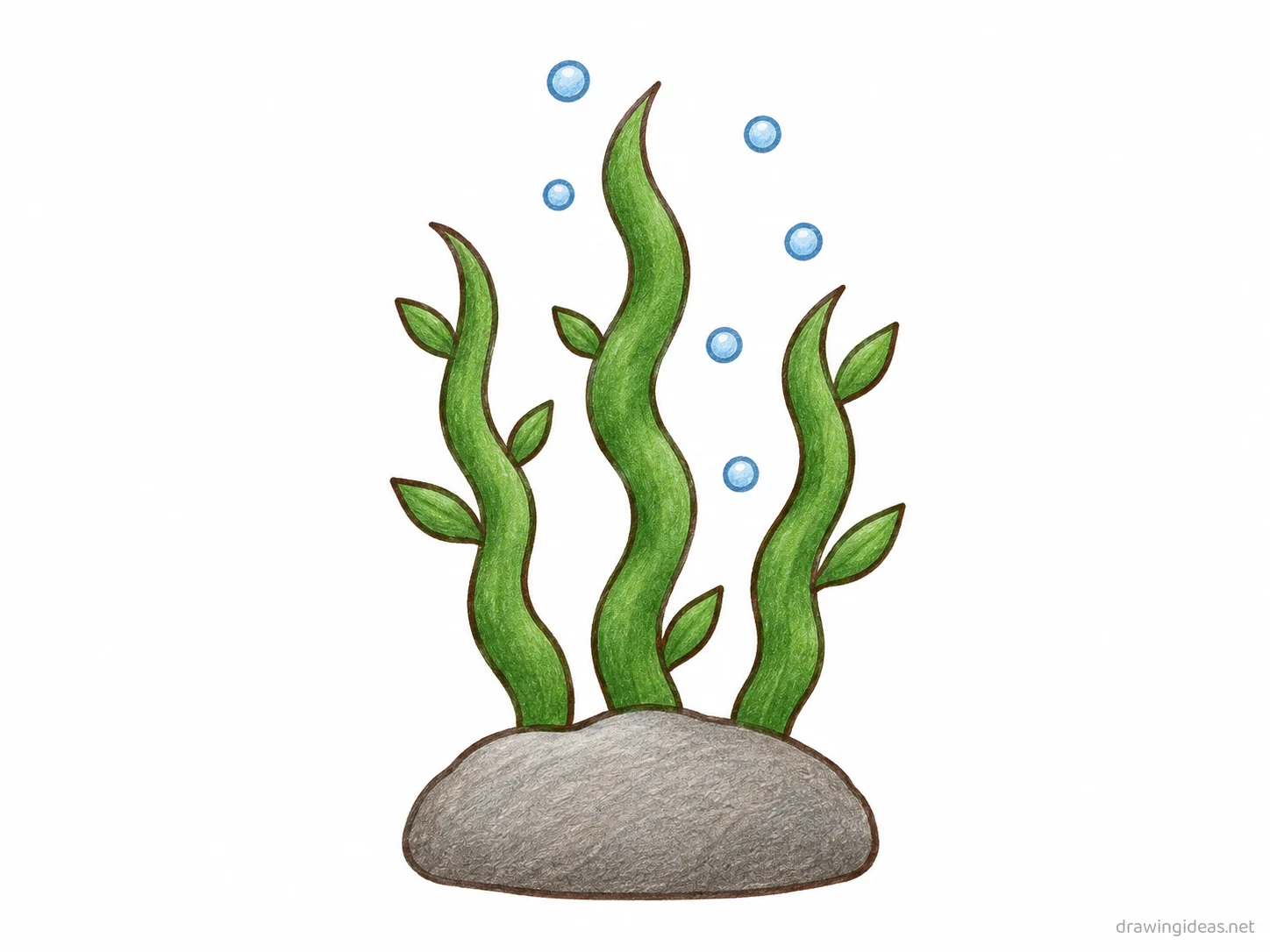 Algae drawing — hand-drawn algae illustration with ink lines and soft colors