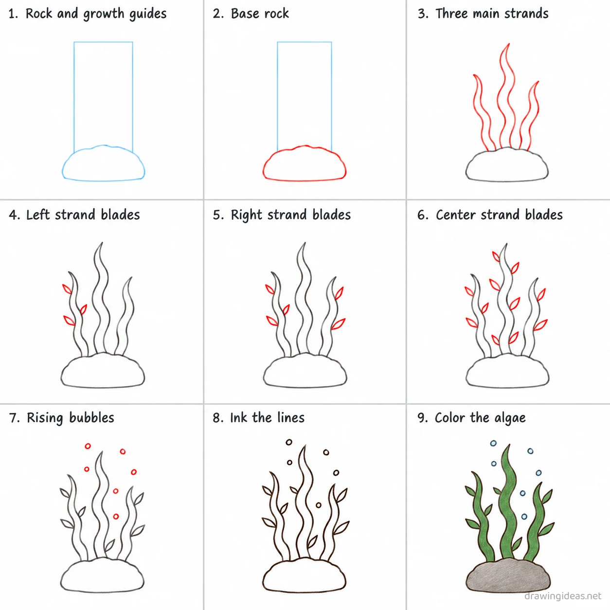 How to draw algae step by step — 9-step algae drawing tutorial sheet