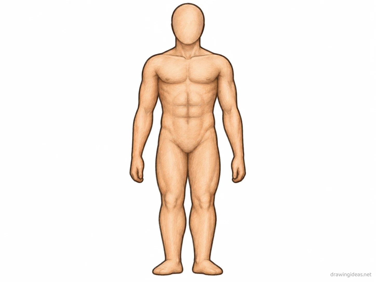 Anatomy drawing — hand-drawn anatomy illustration with ink lines and soft colors
