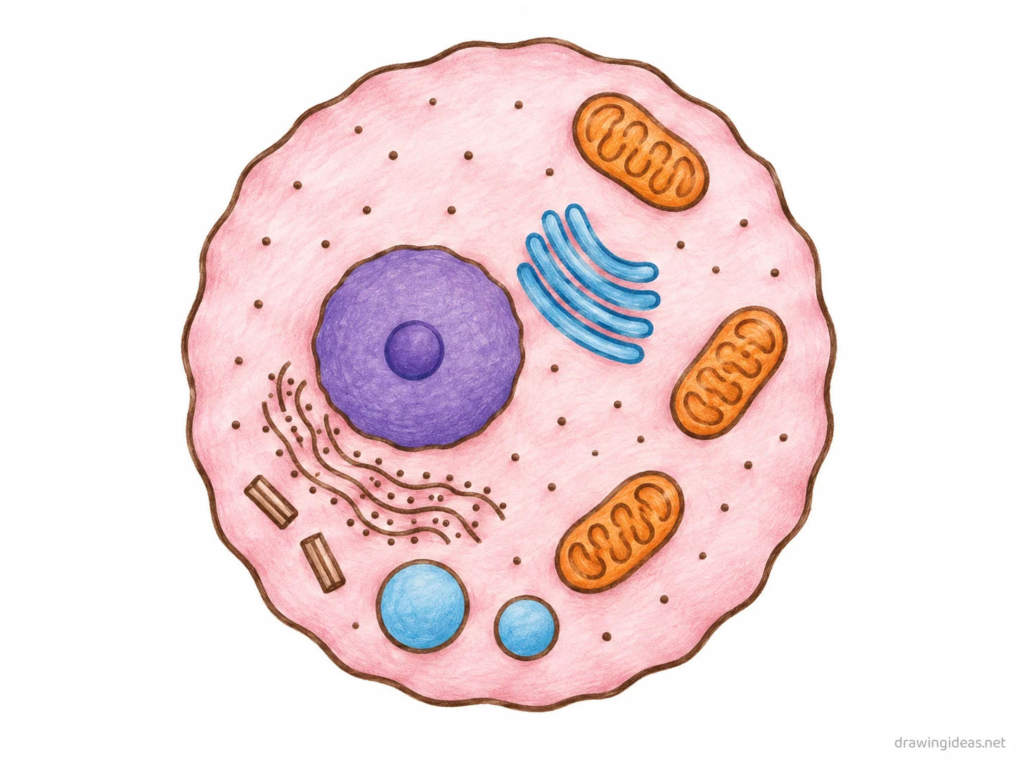 Animal Cell drawing — hand-drawn animal cell illustration with ink lines and soft colors