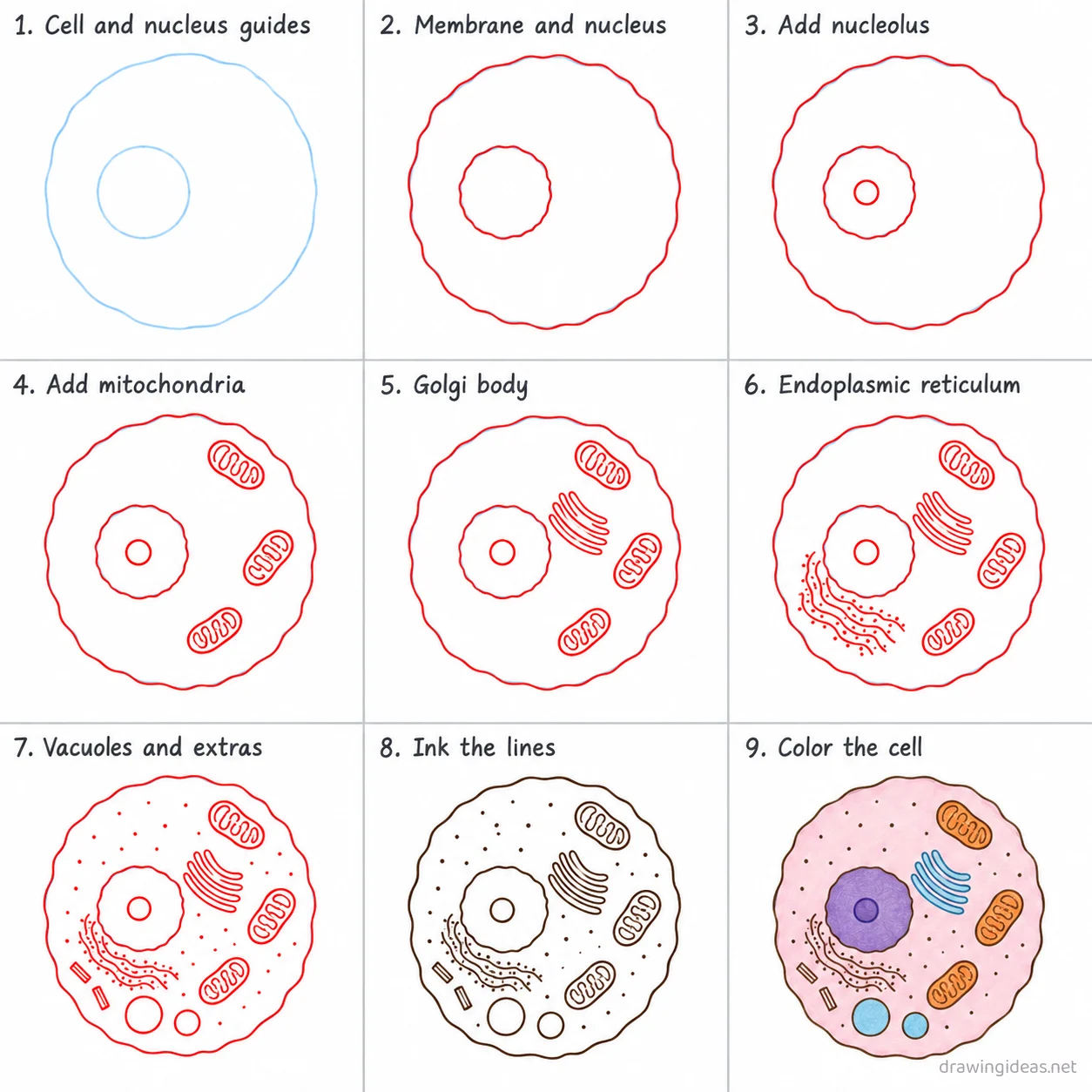 How to draw an animal cell step by step — 9-step animal cell drawing tutorial sheet