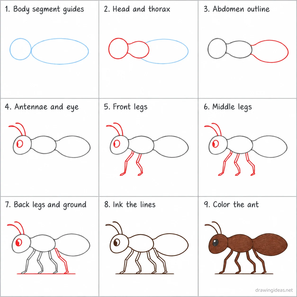 How to draw an ant step by step — 9-step ant drawing tutorial sheet
