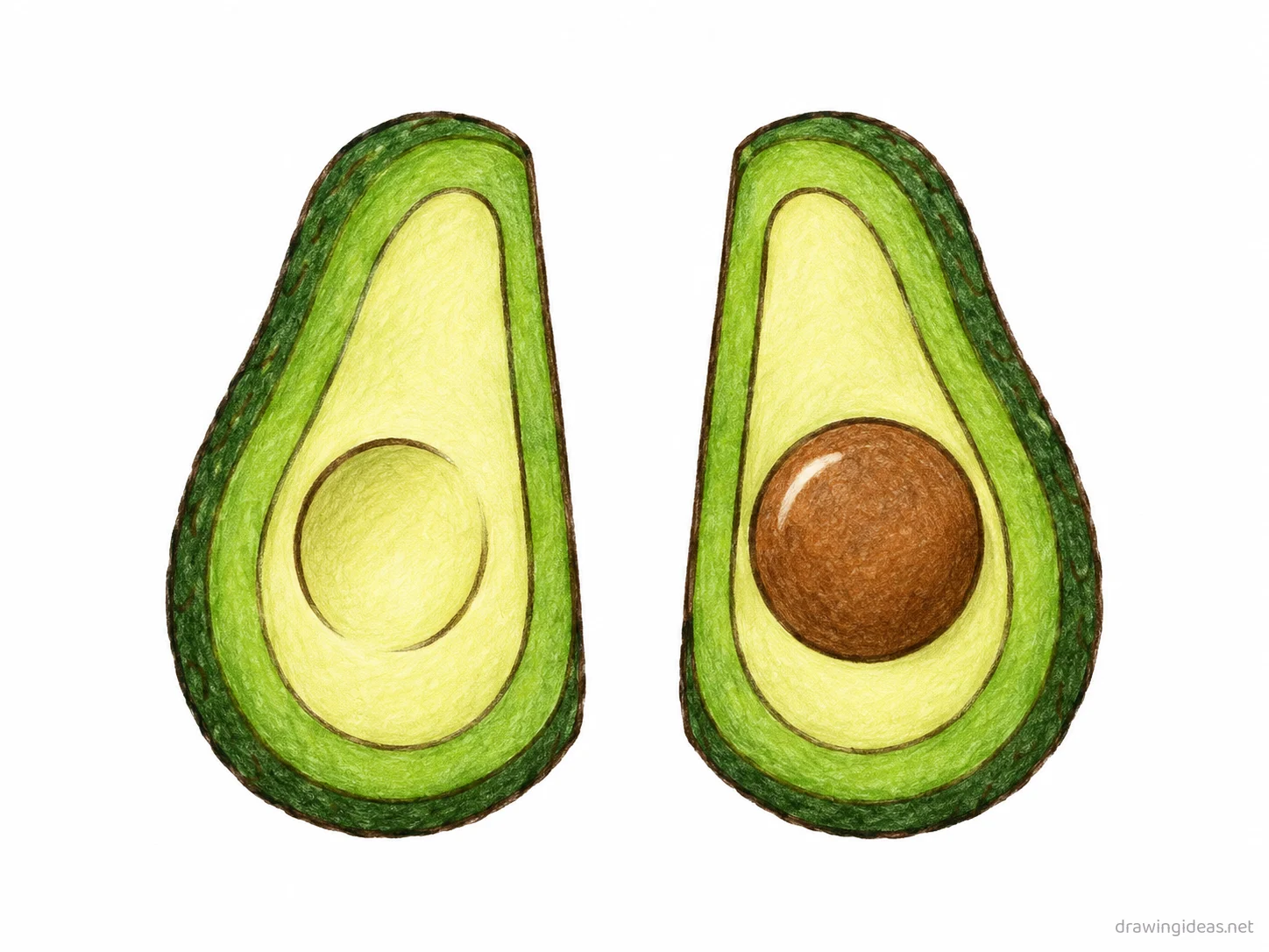 Avocado drawing — hand-drawn avocado illustration with ink lines and soft colors