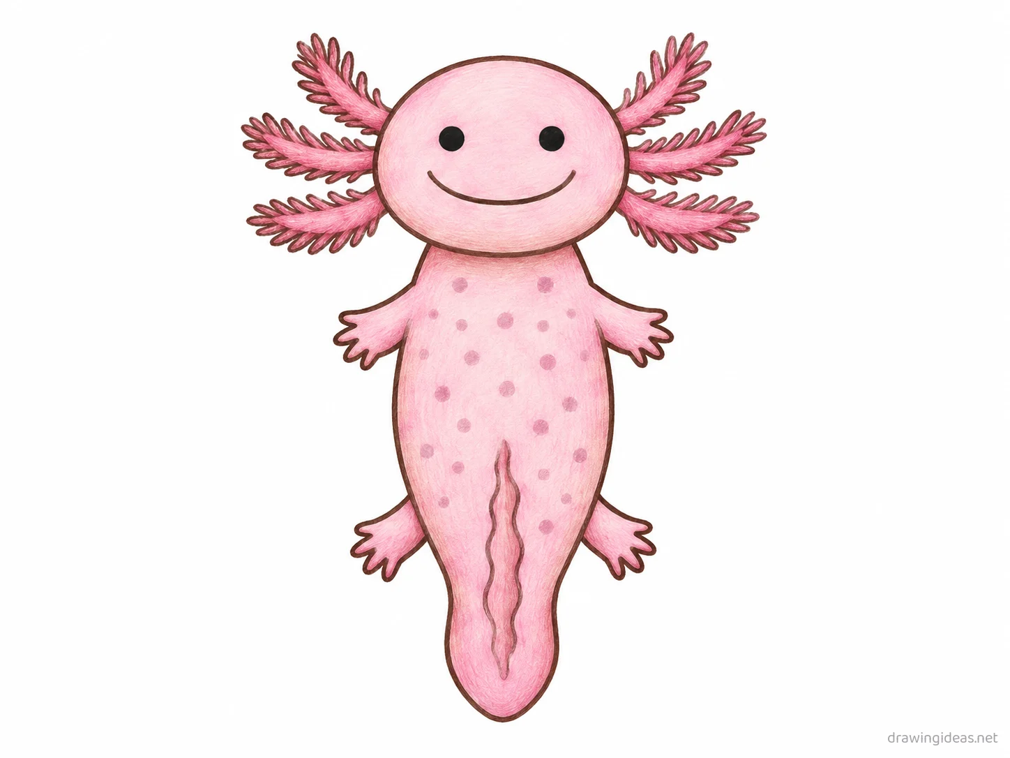 Axolotl drawing — hand-drawn axolotl illustration with ink lines and soft colors