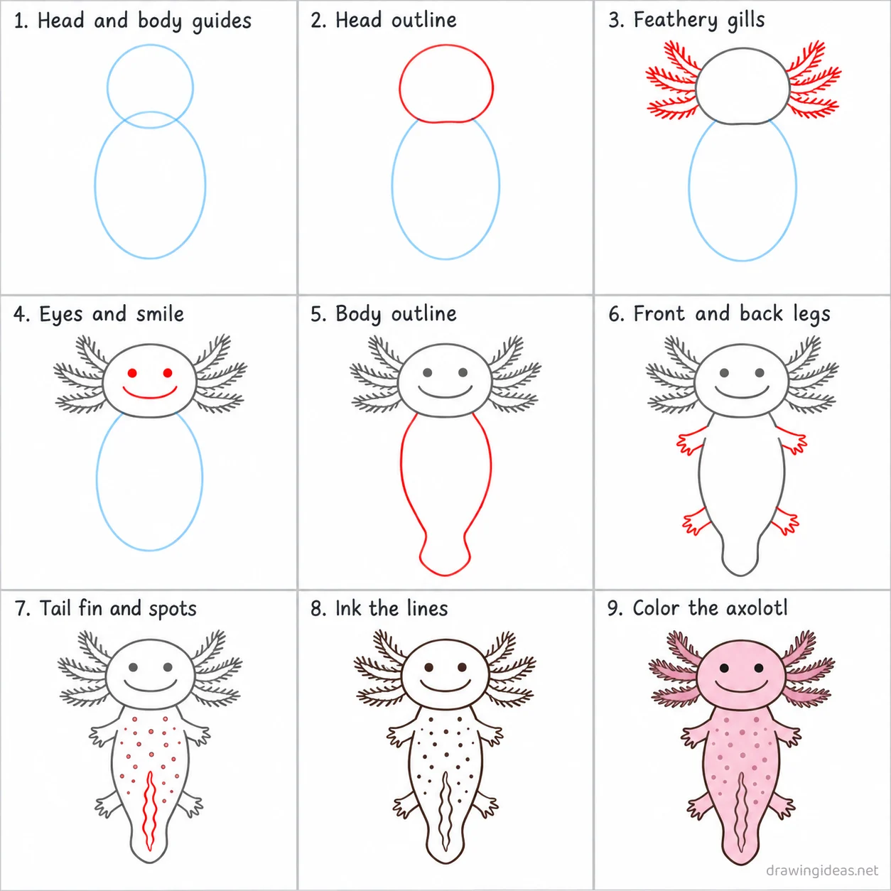 How to draw an axolotl step by step — 9-step axolotl drawing tutorial sheet