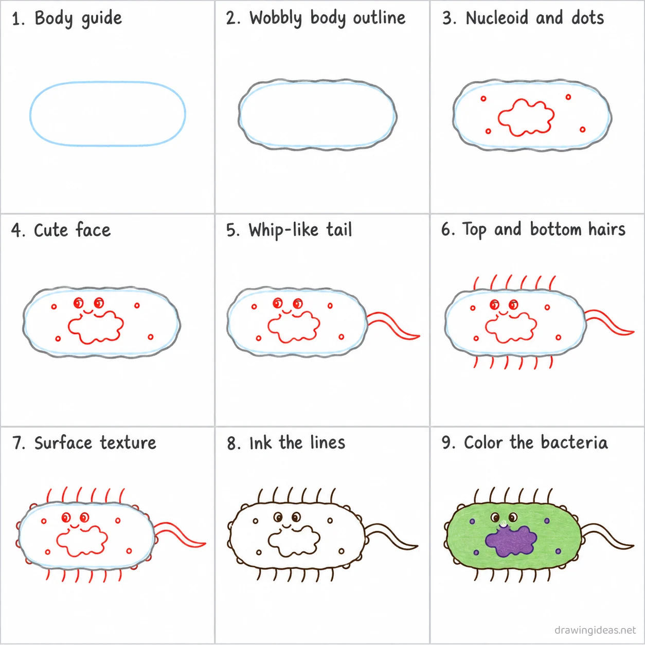 How to draw a bacteria step by step — 9-step bacteria drawing tutorial sheet