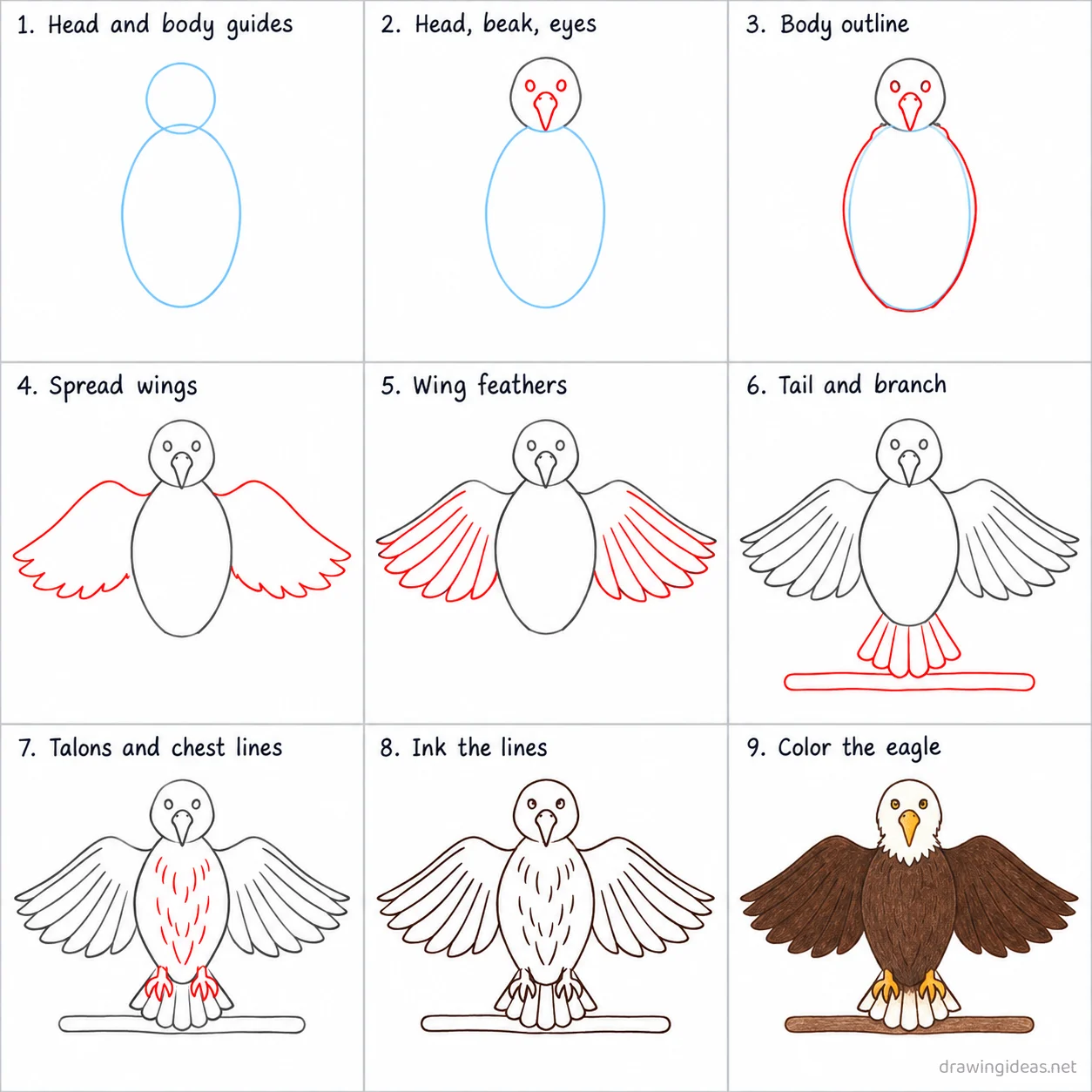 How to draw a bald eagle step by step — 9-step bald eagle drawing tutorial sheet