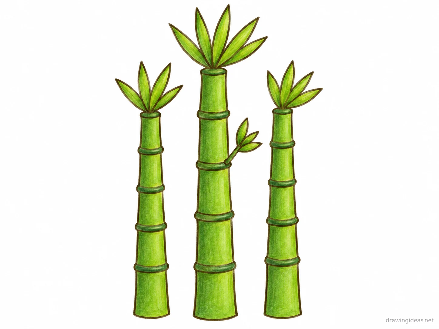 Bamboo drawing — hand-drawn bamboo illustration with ink lines and soft colors