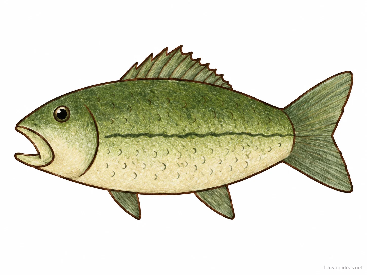 Bass drawing — hand-drawn bass illustration with ink lines and soft colors