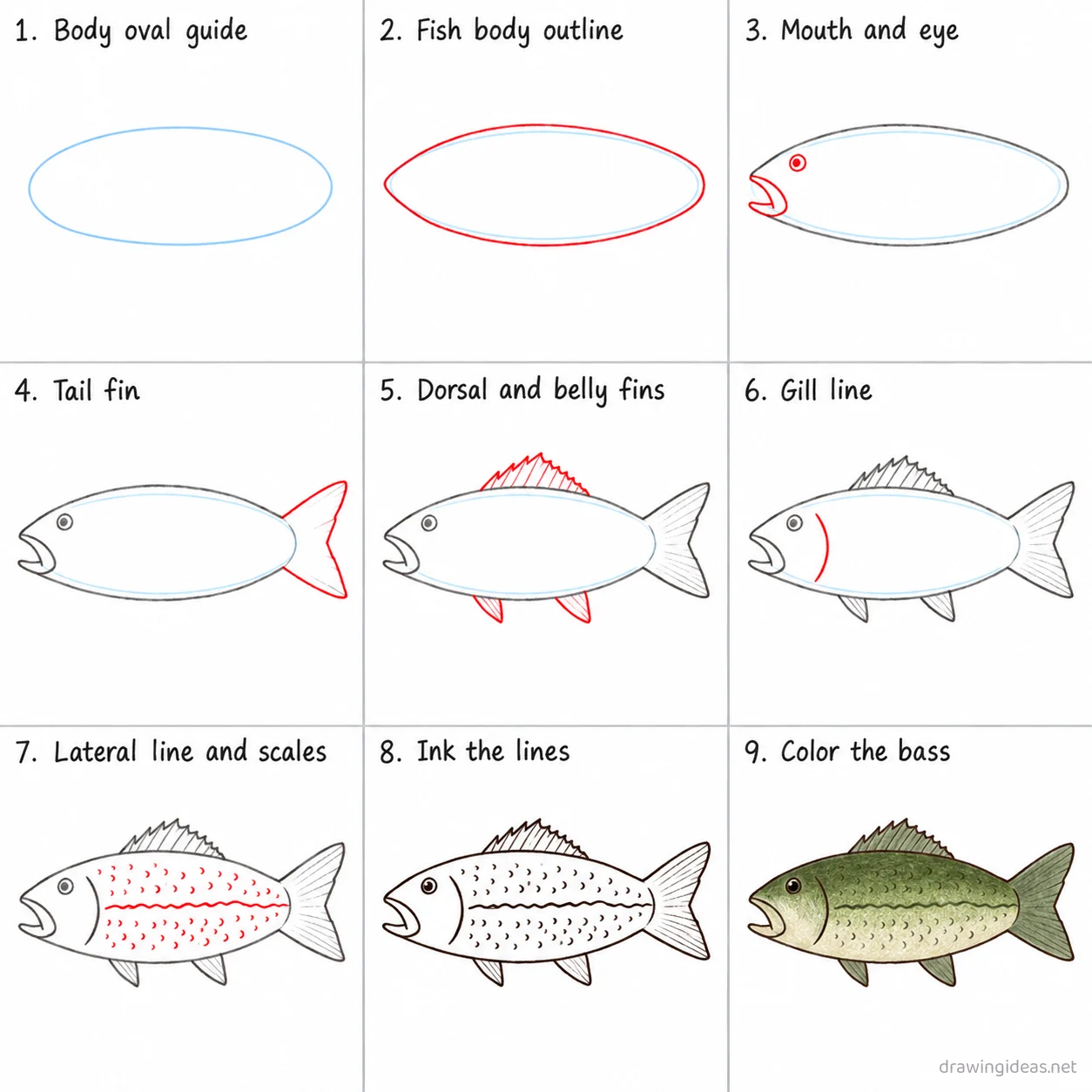 How to draw a bass step by step — 9-step bass drawing tutorial sheet