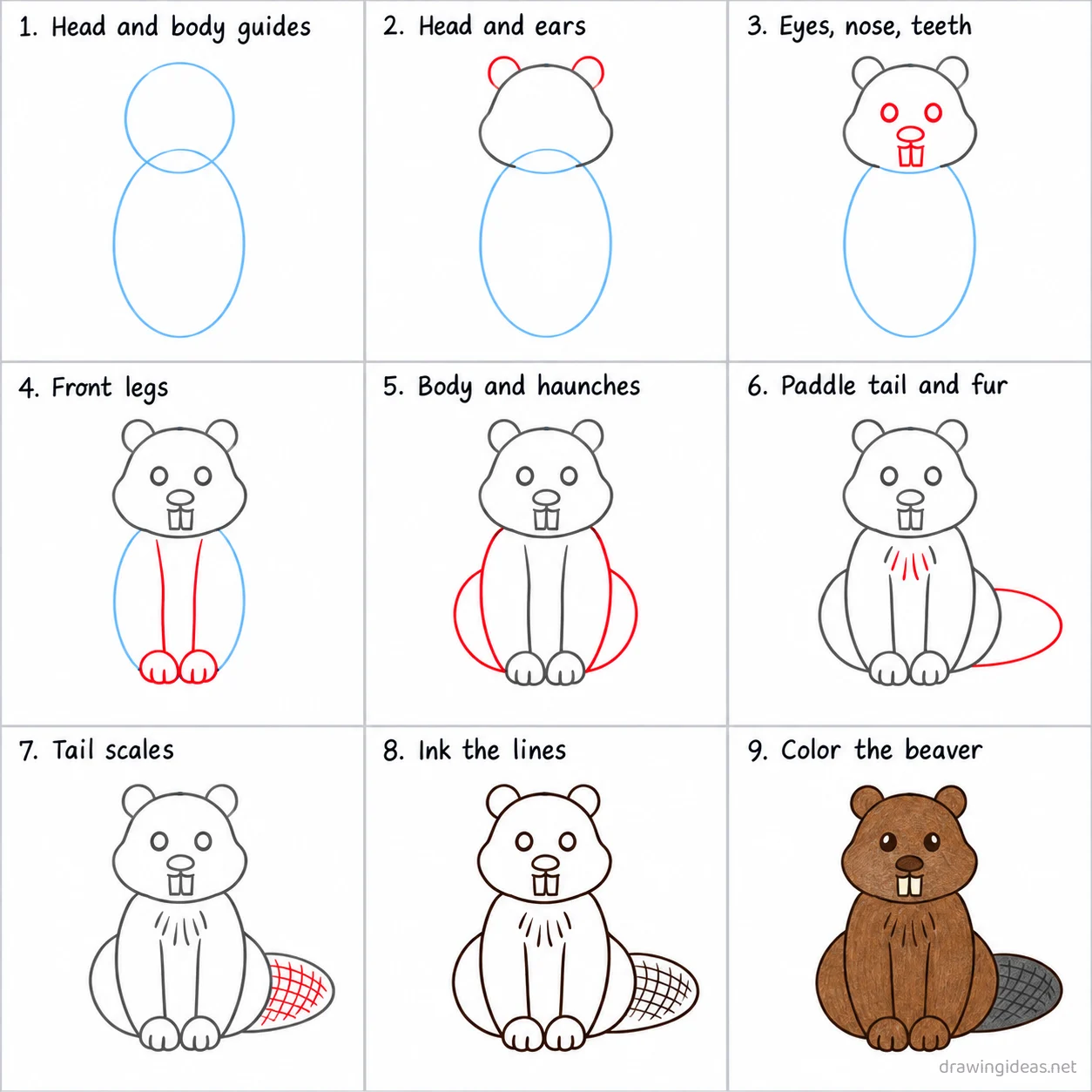 How to draw a beaver step by step — 9-step beaver drawing tutorial sheet