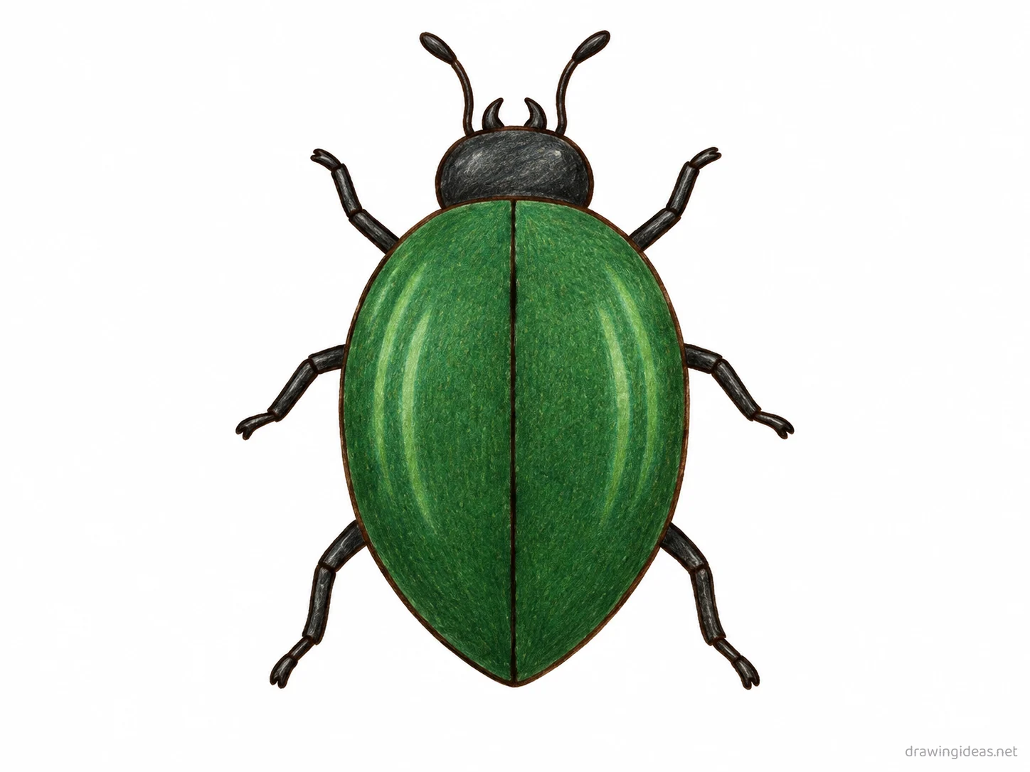 Beetle drawing — hand-drawn beetle illustration with ink lines and soft colors
