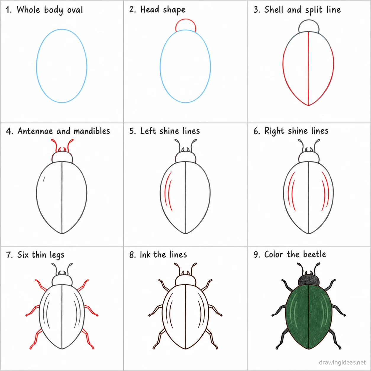 How to draw a beetle step by step — 9-step beetle drawing tutorial sheet