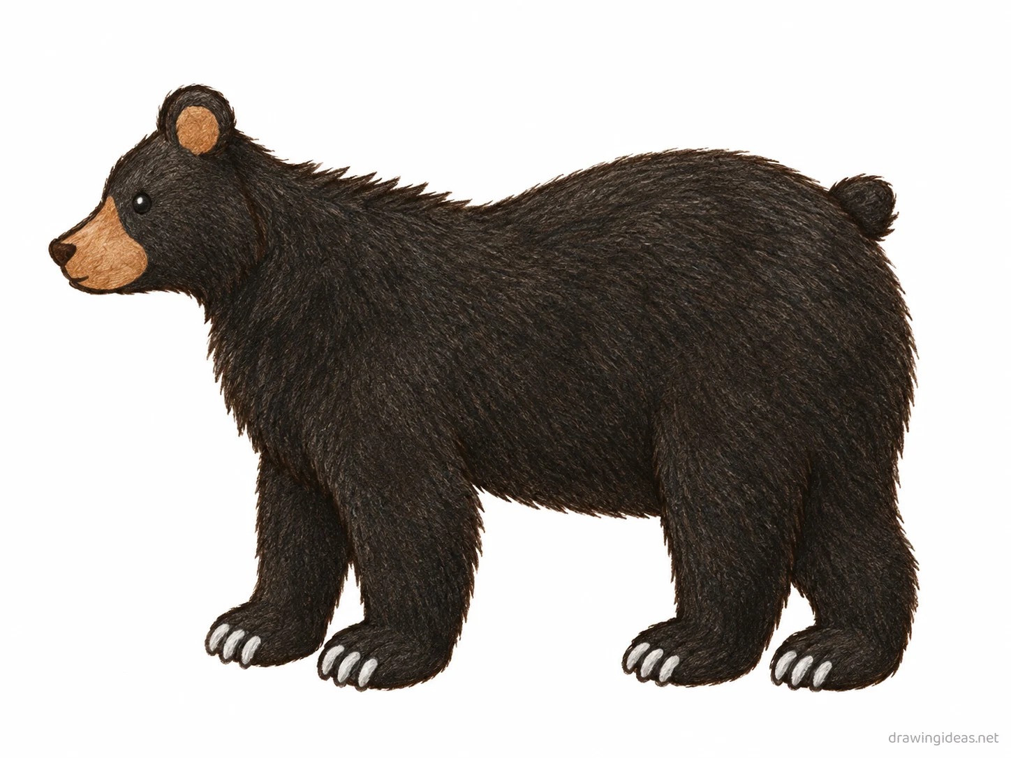 Black Bear drawing — hand-drawn black bear illustration with ink lines and soft colors