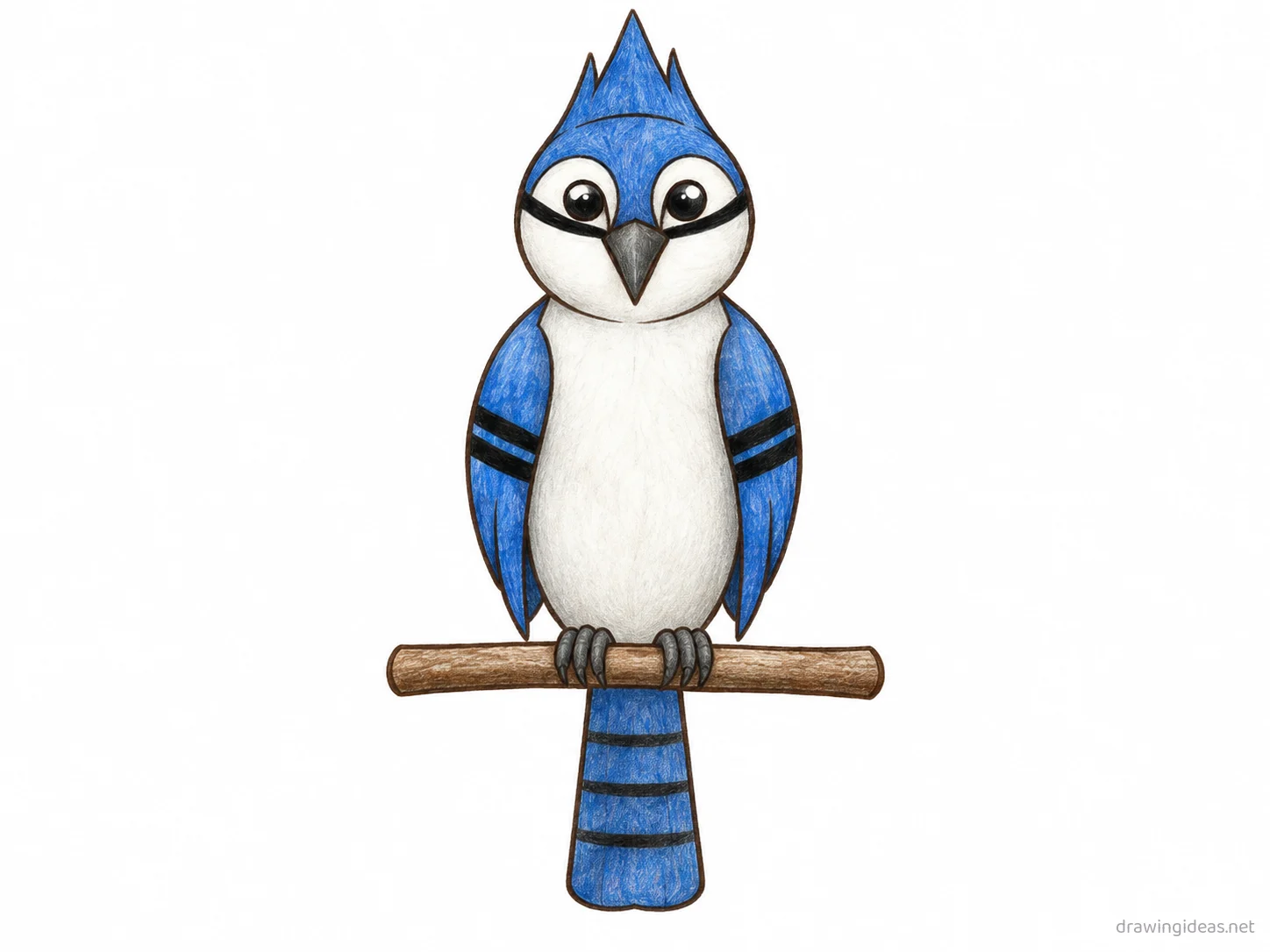 Blue Jay drawing — hand-drawn blue jay illustration with ink lines and soft colors
