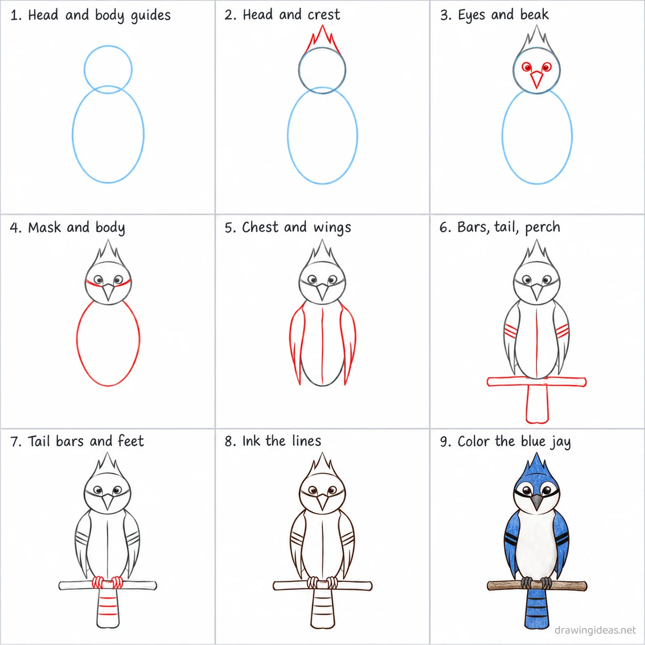 How to draw a blue jay step by step — 9-step blue jay drawing tutorial sheet