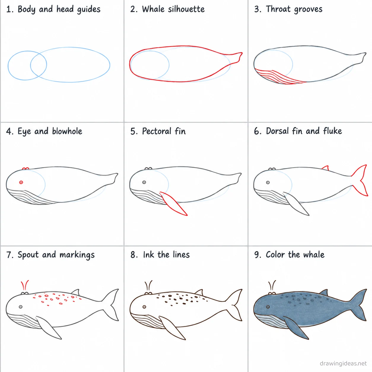 How to draw a blue whale step by step — 9-step blue whale drawing tutorial sheet