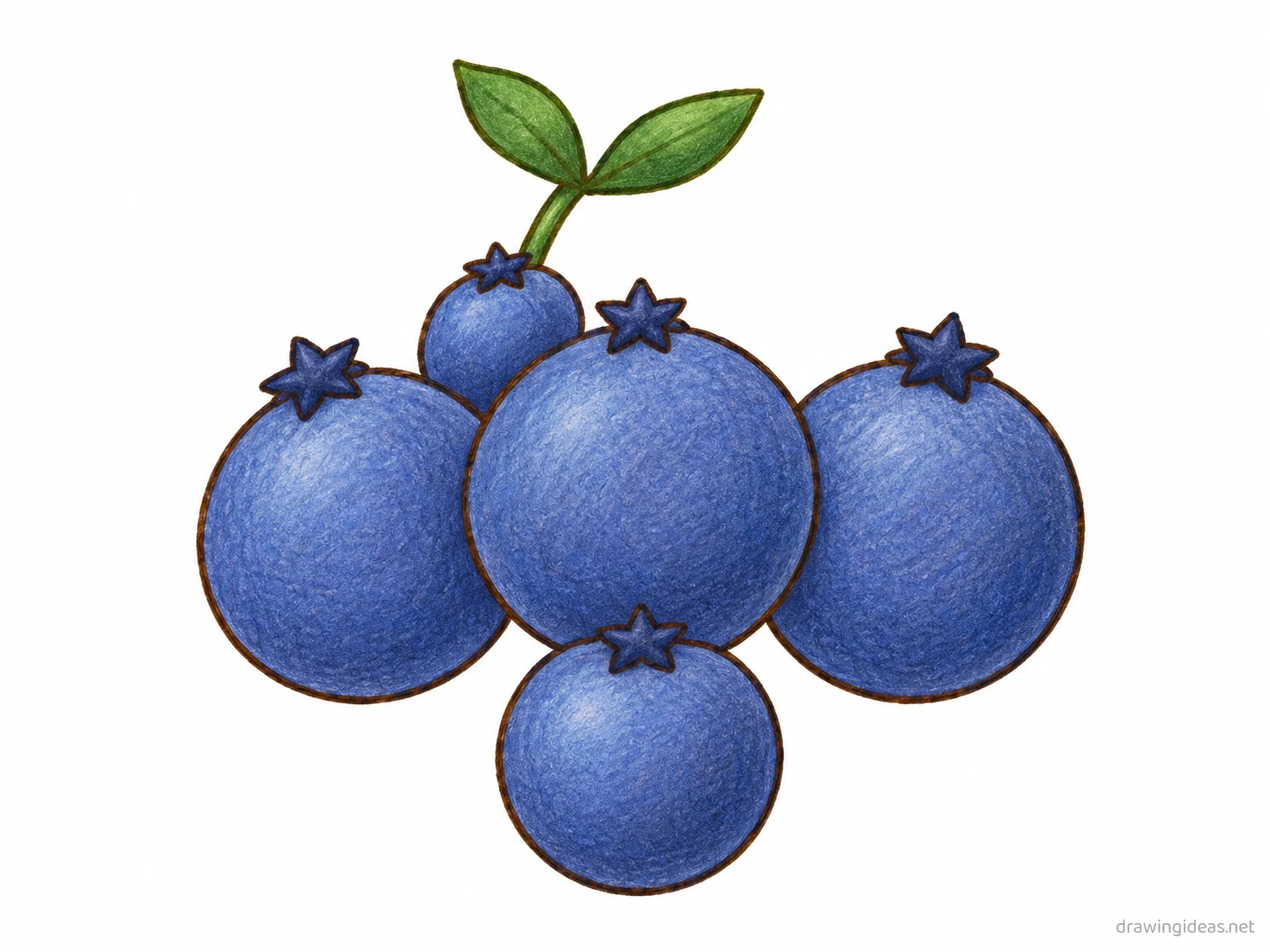 Blueberry drawing — hand-drawn blueberry illustration with ink lines and soft colors