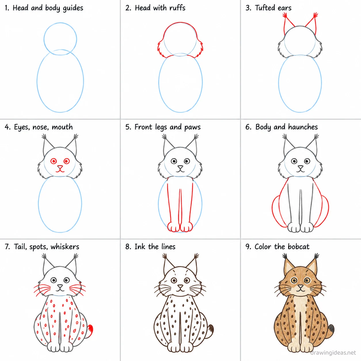 How to draw a bobcat step by step — 9-step bobcat drawing tutorial sheet
