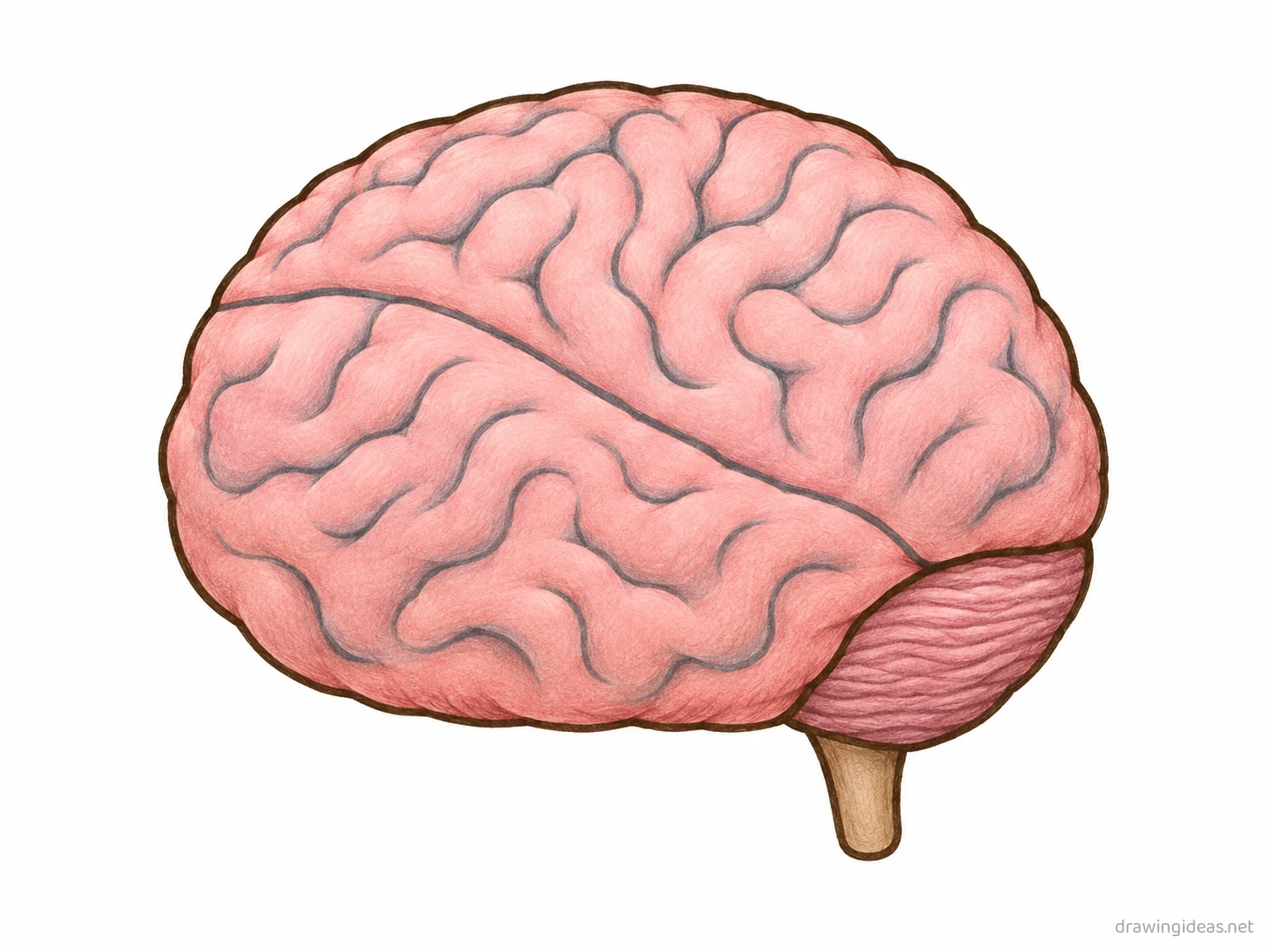 Brain drawing — hand-drawn brain illustration with ink lines and soft colors