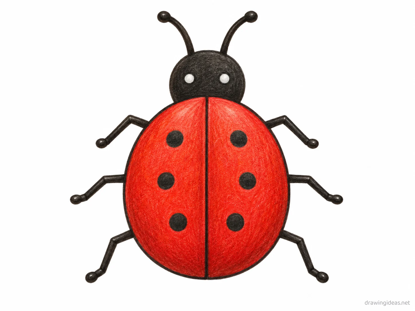 Bug drawing — hand-drawn bug illustration with ink lines and soft colors