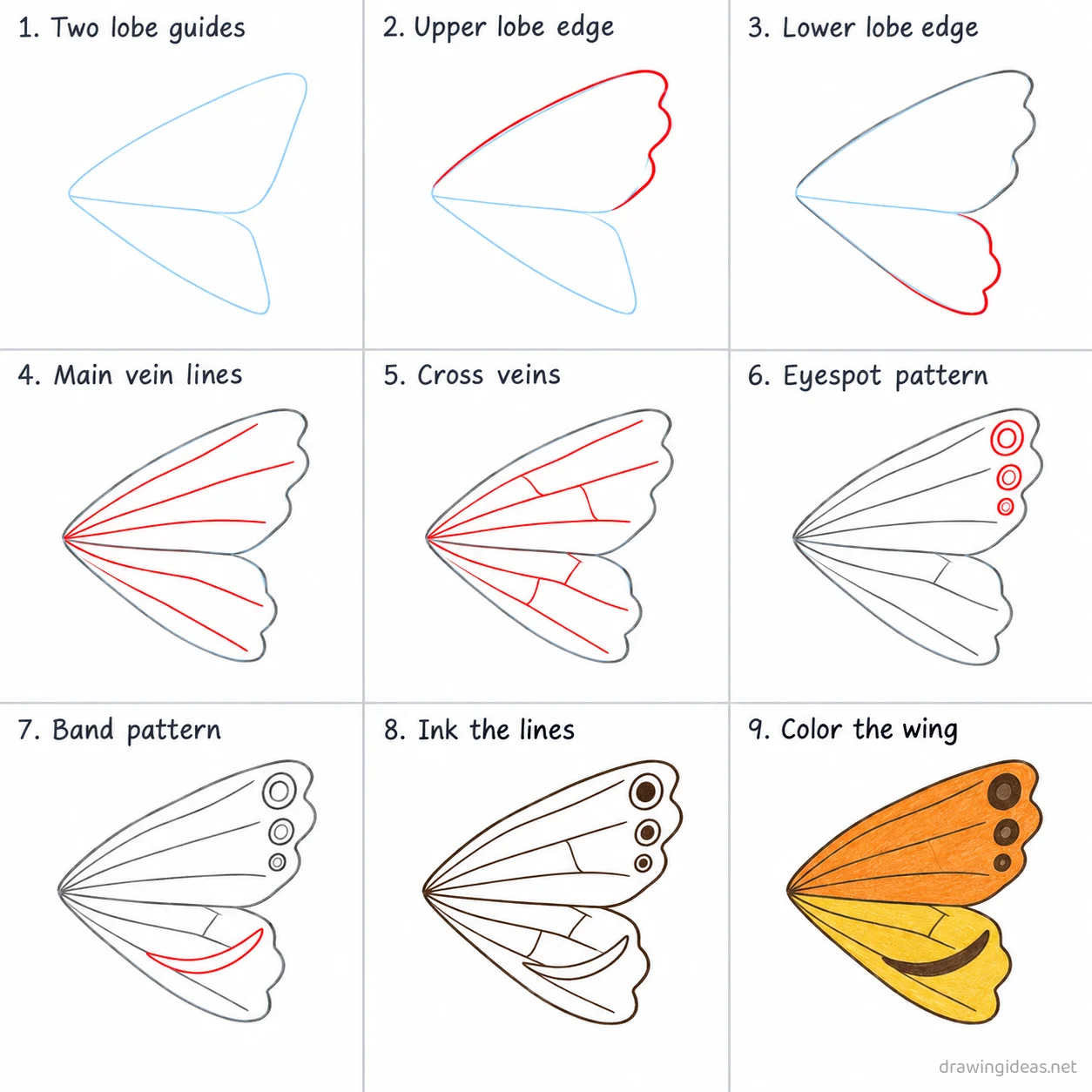 How to draw a butterfly wing step by step — 9-step butterfly wing drawing tutorial sheet