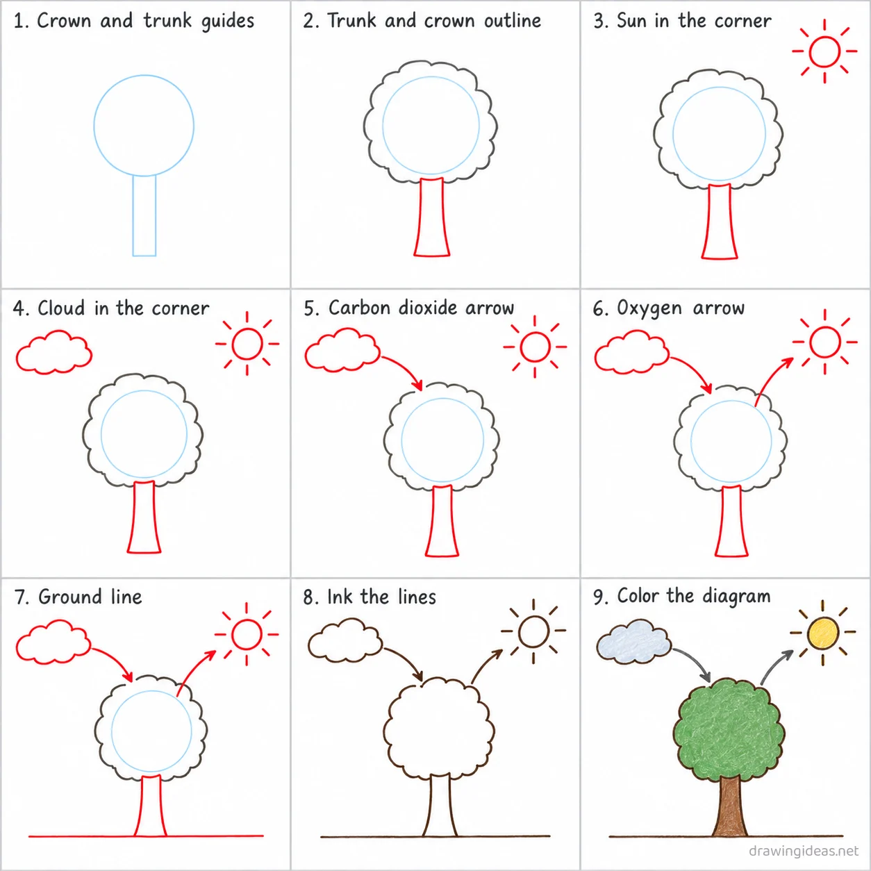 How to draw the Carbon Cycle step by step — 9-step Carbon Cycle drawing tutorial sheet