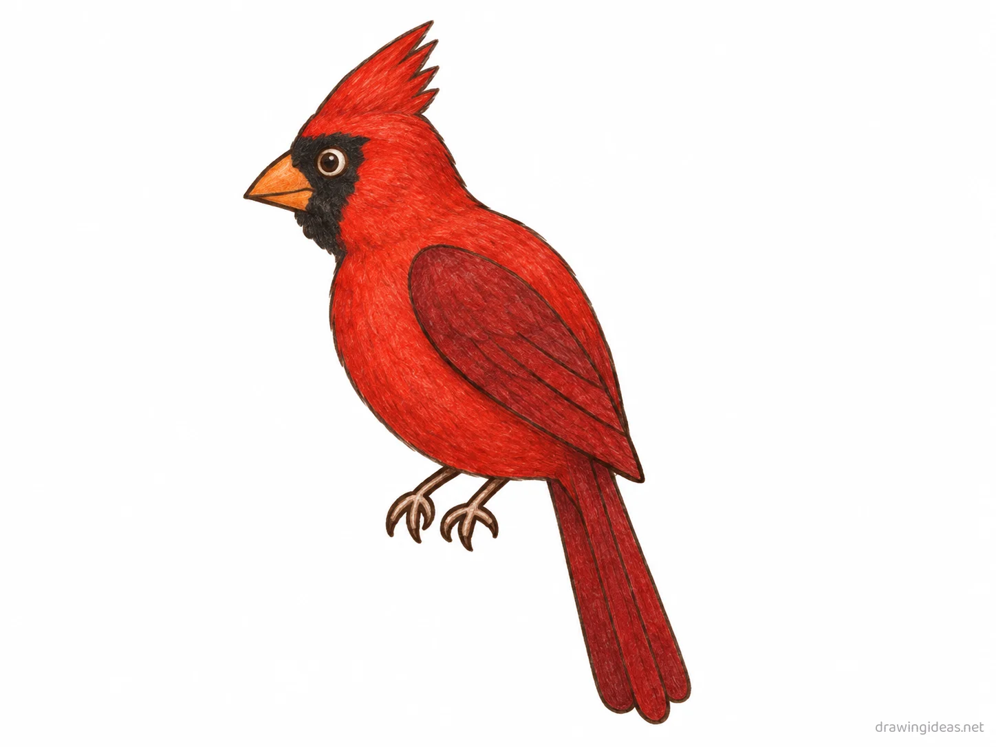 Cardinal drawing — hand-drawn cardinal illustration with ink lines and soft colors