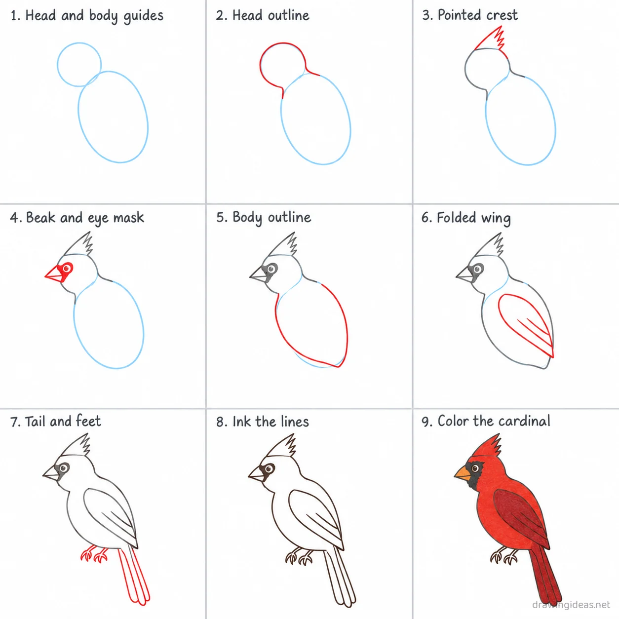 How to draw a cardinal step by step — 9-step cardinal drawing tutorial sheet
