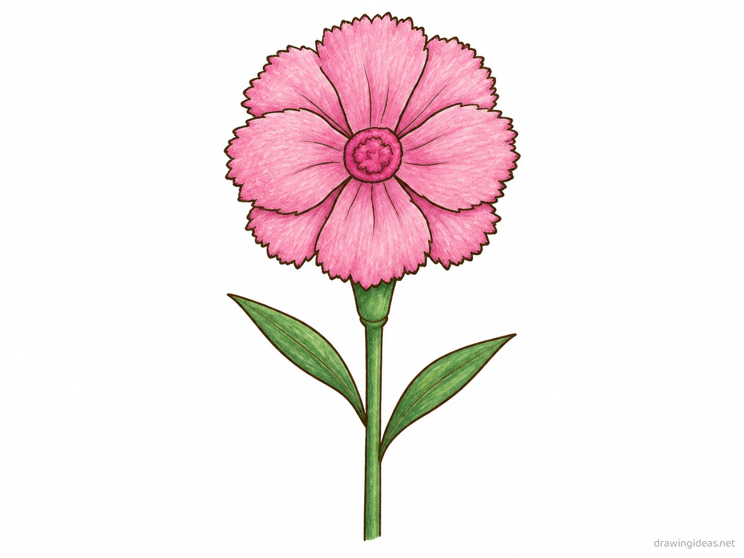 Carnation drawing — hand-drawn carnation illustration with ink lines and soft colors
