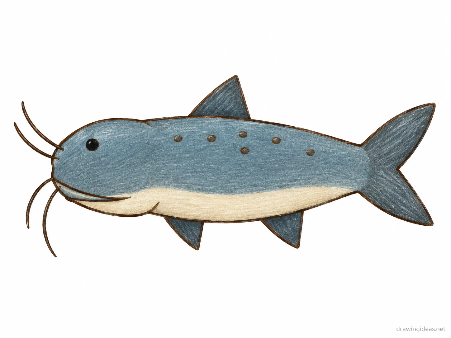 Catfish drawing — hand-drawn catfish illustration with ink lines and soft colors