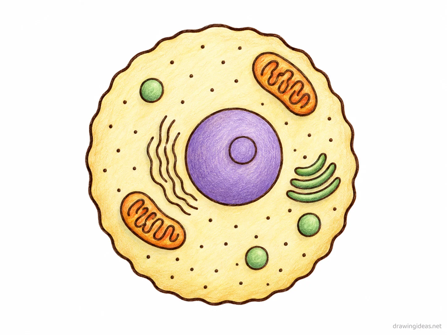 Cell drawing — hand-drawn cell illustration with ink lines and soft colors