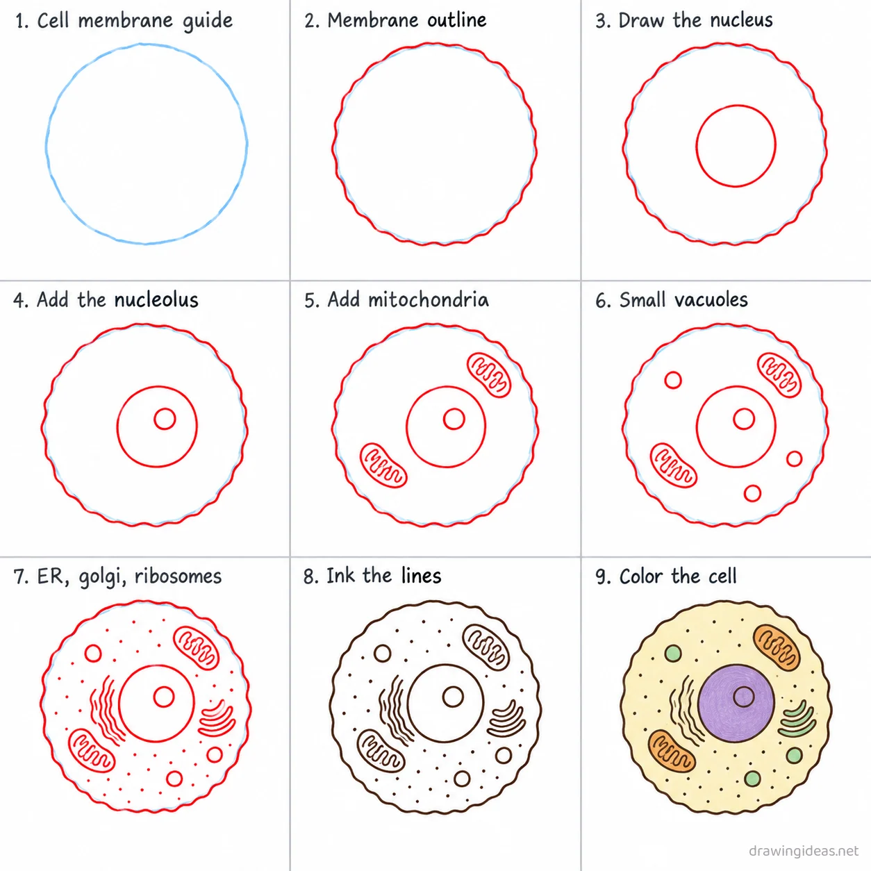 How to draw a cell step by step — 9-step cell drawing tutorial sheet