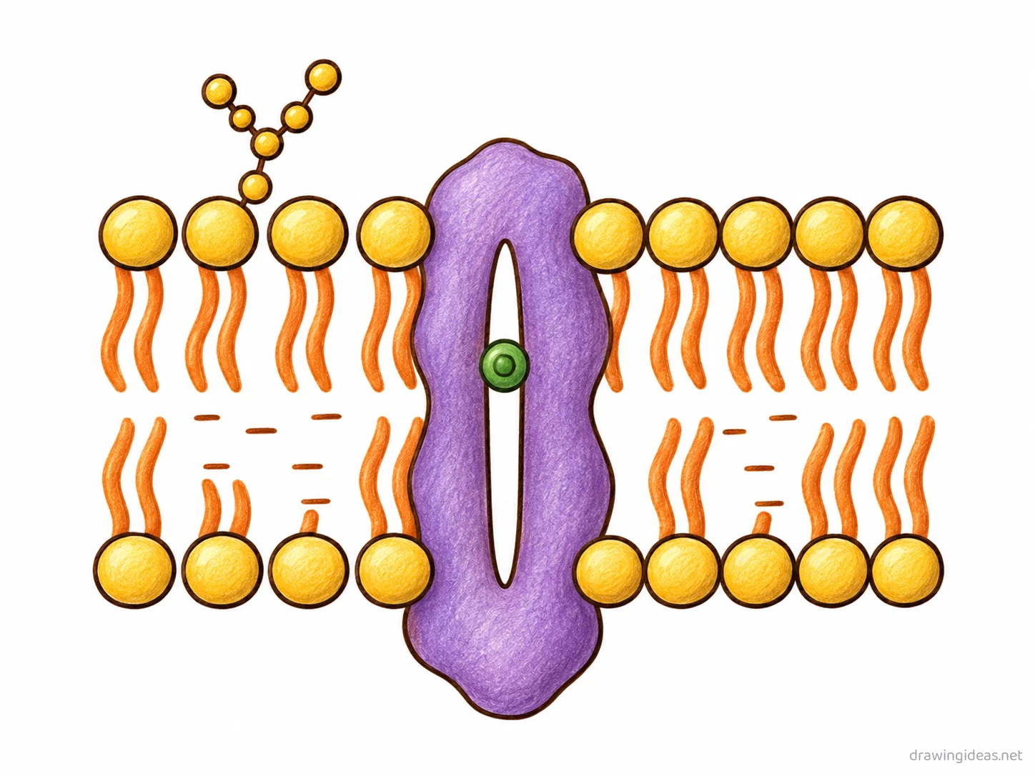 Cell Membrane drawing — hand-drawn cell membrane illustration with ink lines and soft colors
