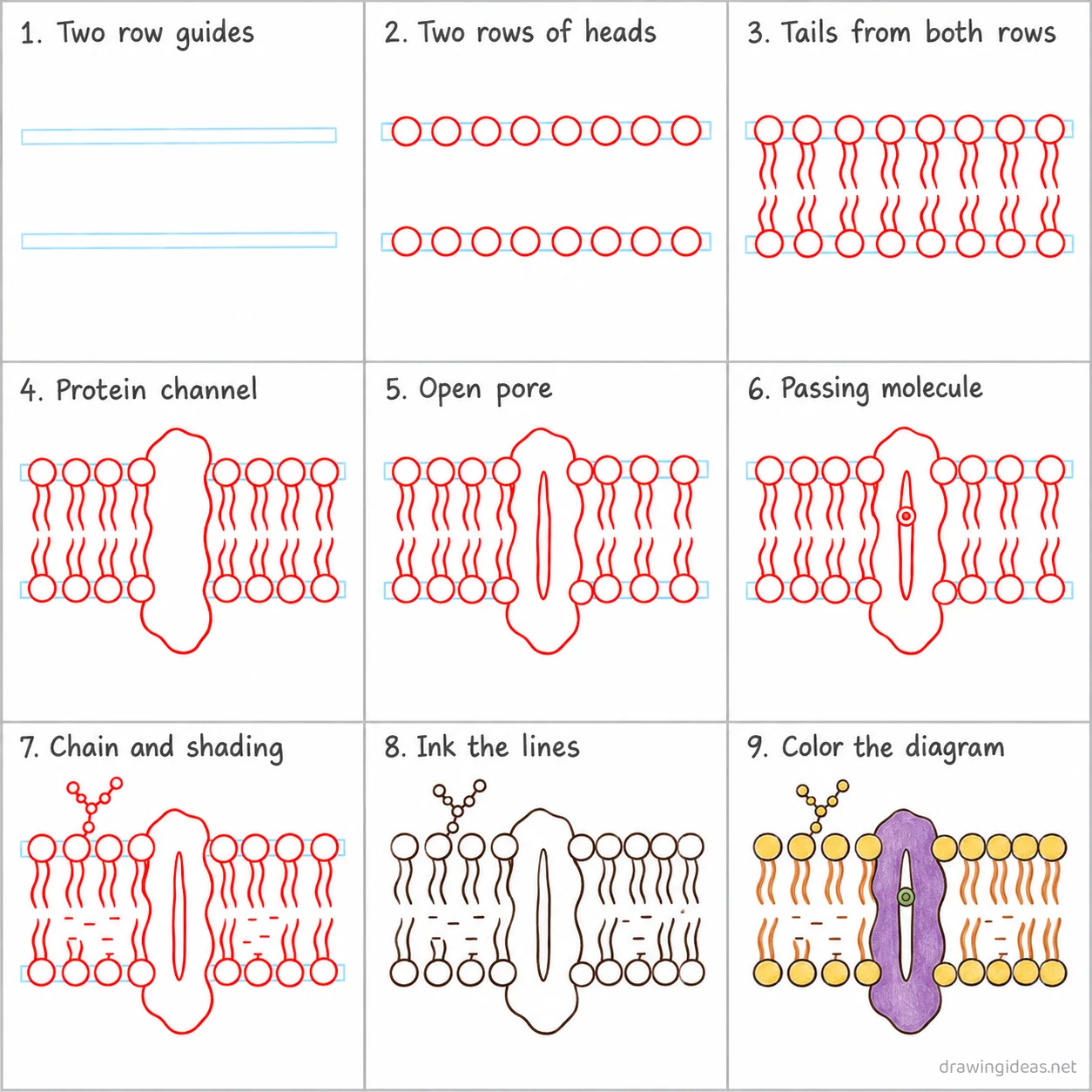 How to draw a cell membrane step by step — 9-step cell membrane drawing tutorial sheet