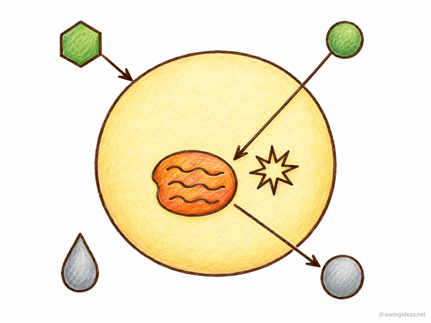 Cellular Respiration drawing — hand-drawn cellular respiration illustration with ink lines and soft colors