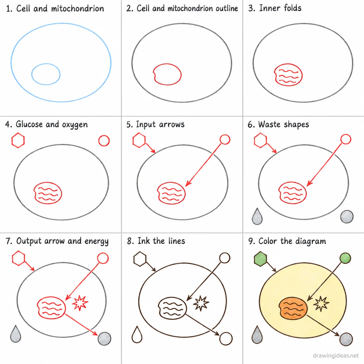 How to draw cellular respiration step by step — 9-step cellular respiration drawing tutorial sheet