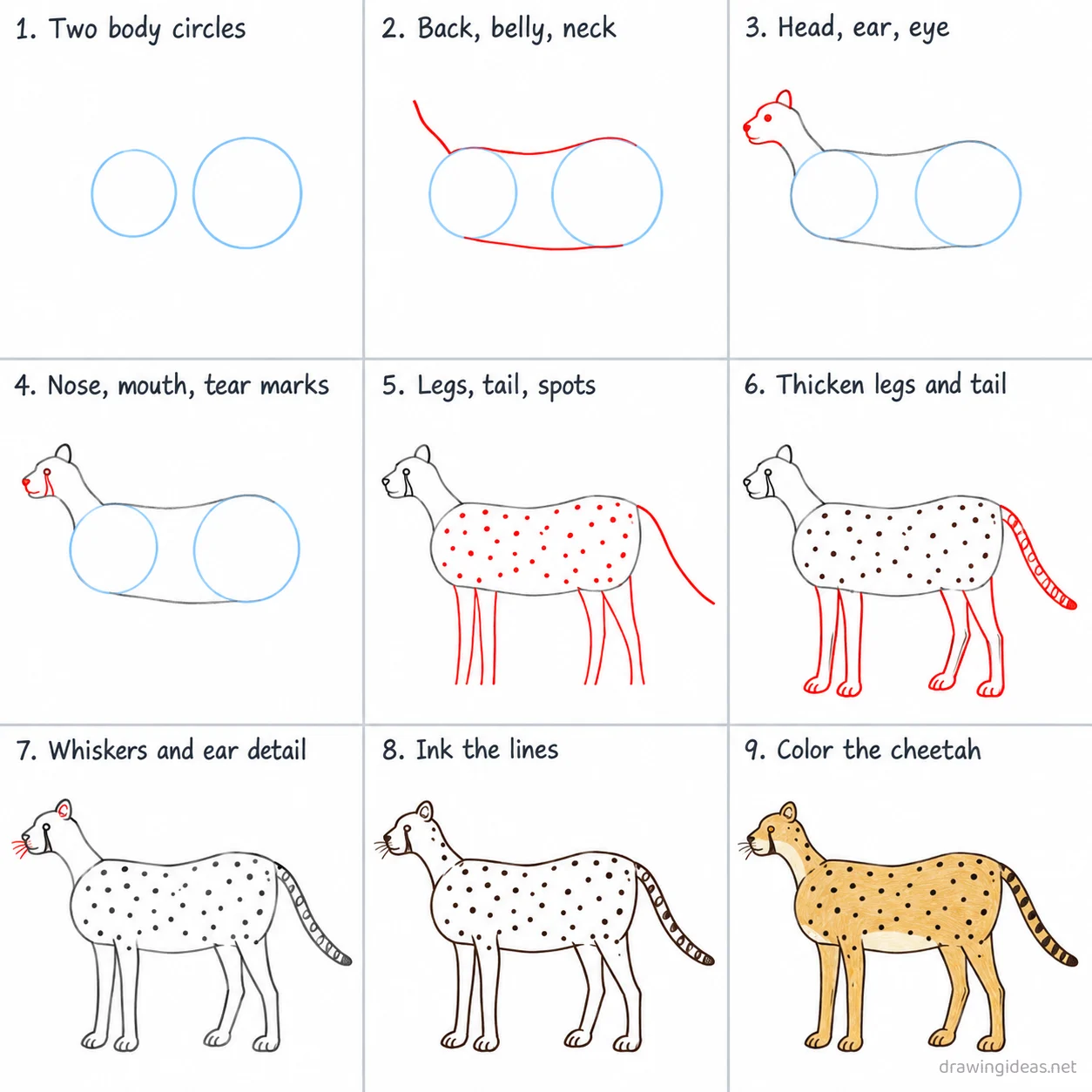 How to draw a cheetah step by step — 9-step cheetah drawing tutorial sheet