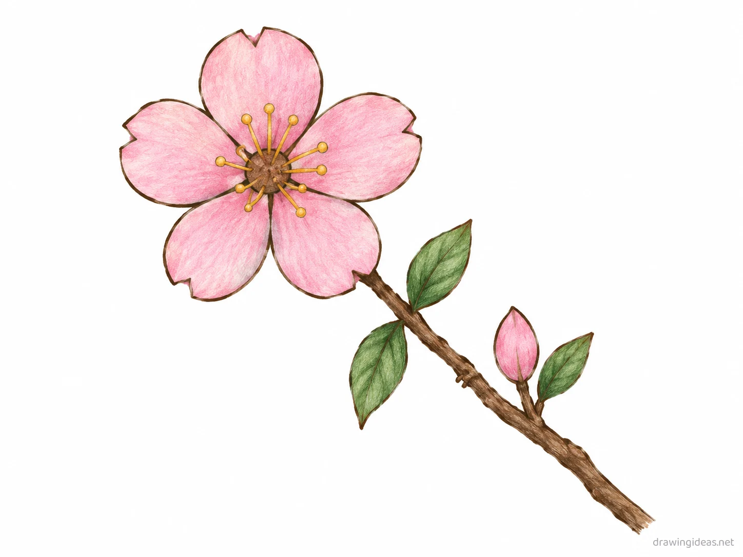 Cherry Blossom drawing — hand-drawn cherry blossom illustration with ink lines and soft colors