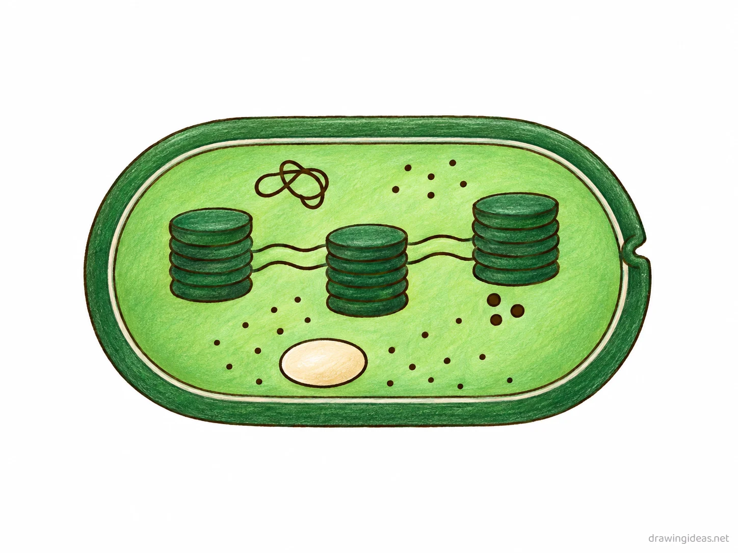 Chloroplast drawing — hand-drawn chloroplast illustration with ink lines and soft colors