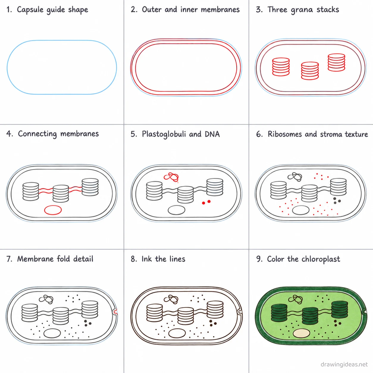 How to draw a chloroplast step by step — 9-step chloroplast drawing tutorial sheet
