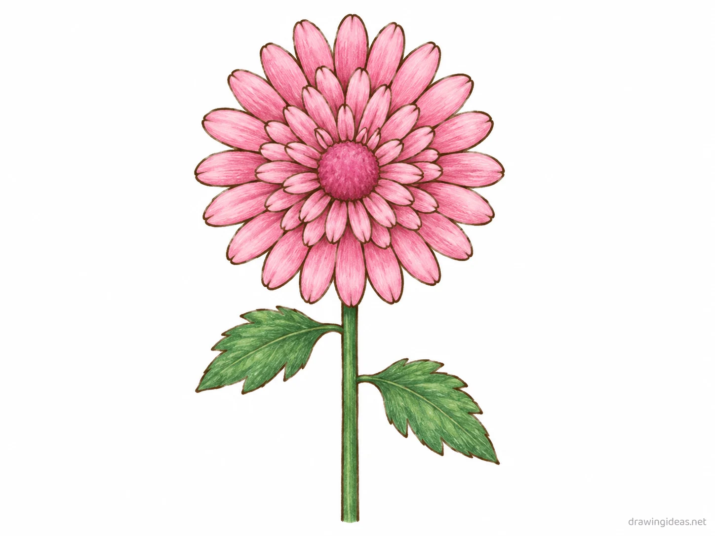 Chrysanthemum drawing — hand-drawn chrysanthemum illustration with ink lines and soft colors