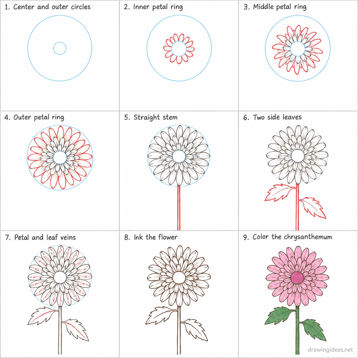 How to draw a chrysanthemum step by step — 9-step chrysanthemum drawing tutorial sheet