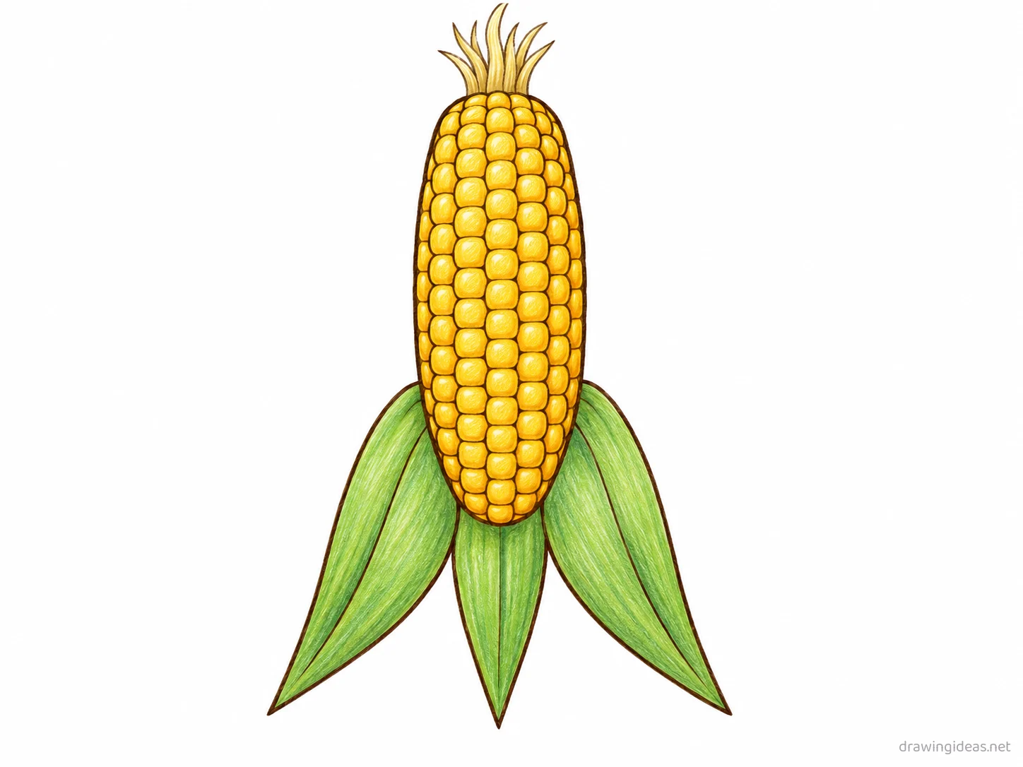 Corn drawing — hand-drawn corn illustration with ink lines and soft colors