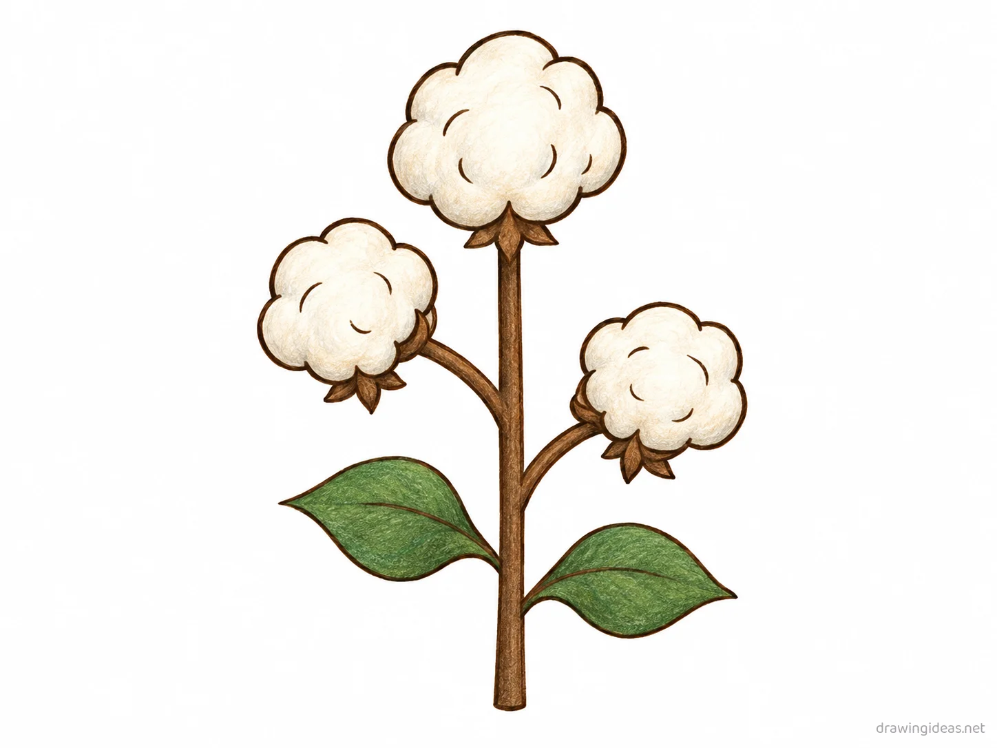 Cotton drawing — hand-drawn cotton illustration with ink lines and soft colors