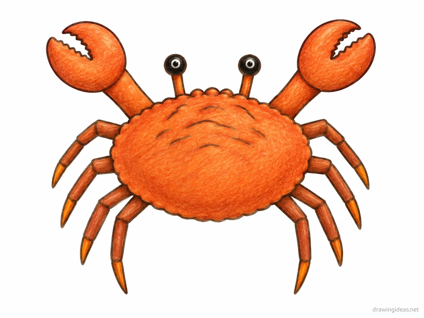 Crab drawing — hand-drawn crab illustration with ink lines and soft colors