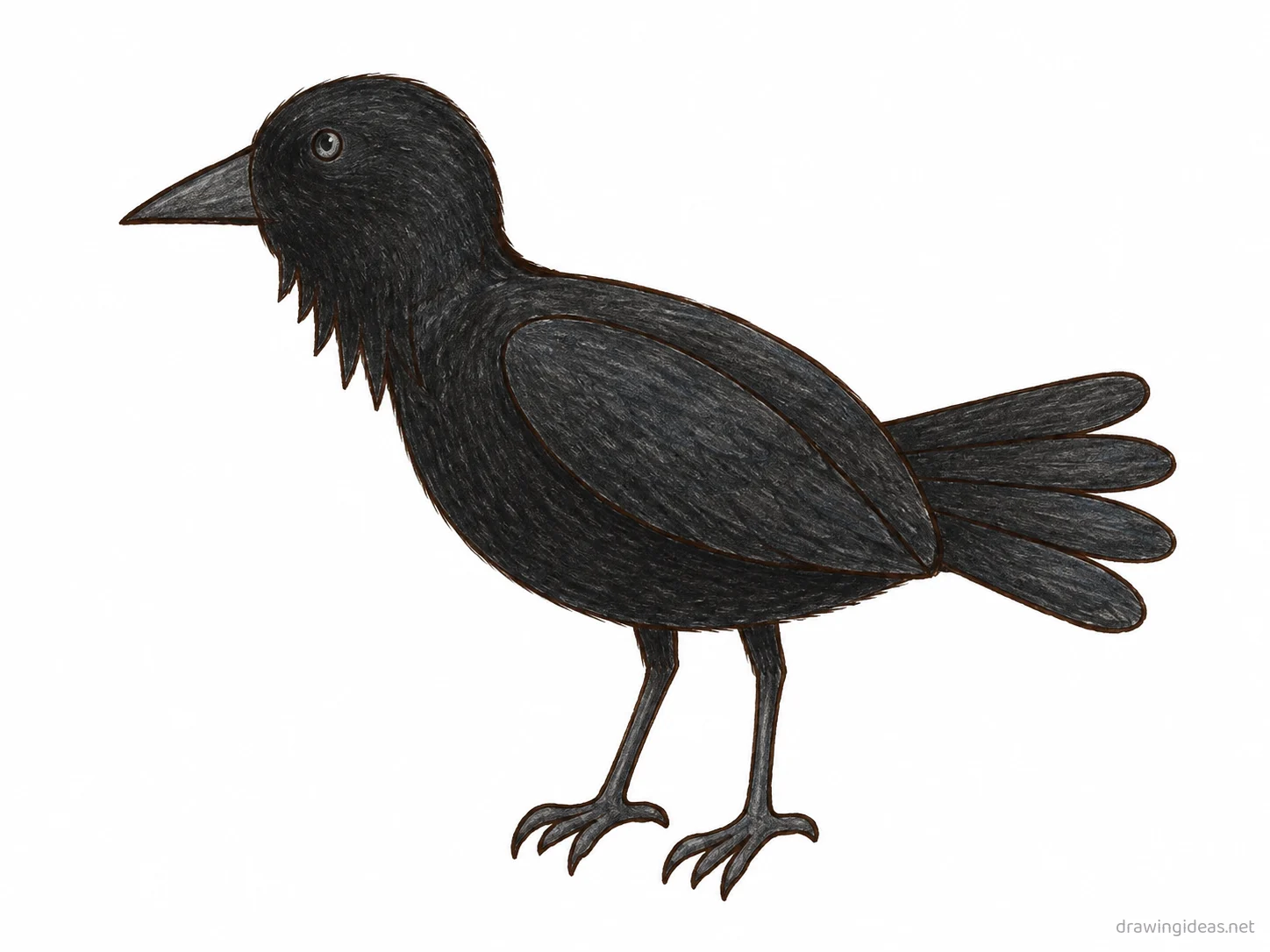Crow drawing — hand-drawn crow illustration with ink lines and soft colors