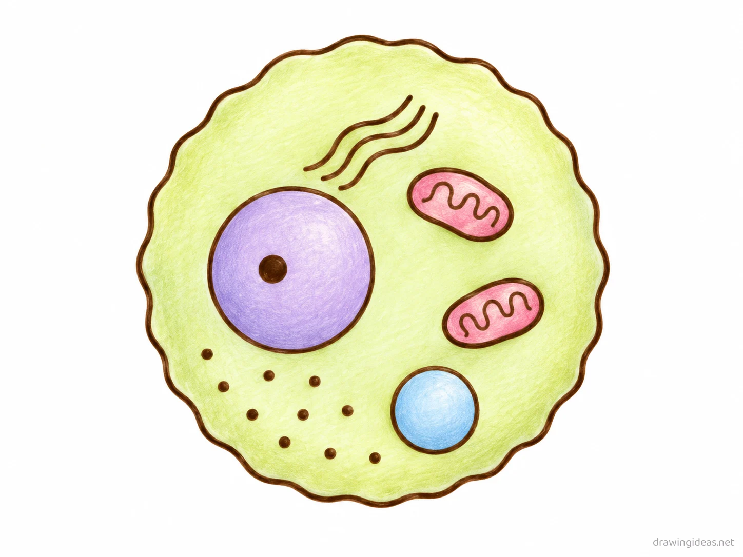 Cytoplasm drawing — hand-drawn cytoplasm illustration with ink lines and soft colors
