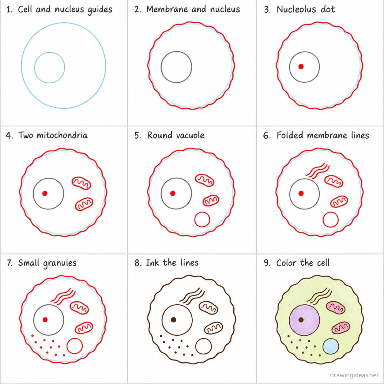 How to draw a cytoplasm step by step — 9-step cytoplasm drawing tutorial sheet